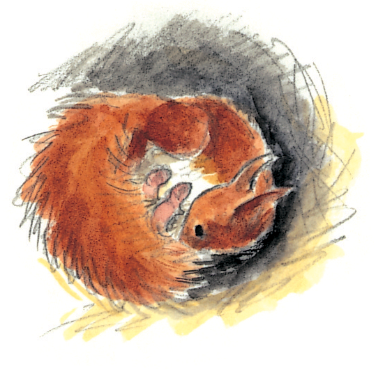 Le cycle de vie de l'écureuil - La Salamandre