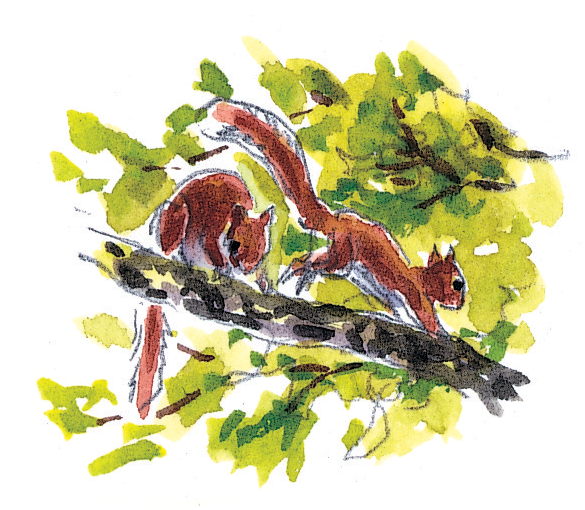 Le cycle de vie de l'écureuil - La Salamandre