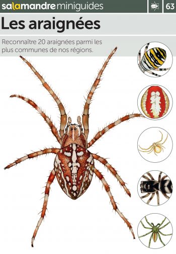 Miniguide 63 : Les araignées