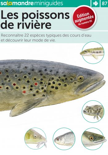Miniguide 87 : Observer les poissons de rivière