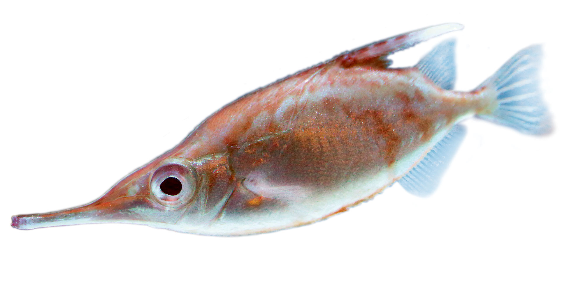 Bécasse de mer