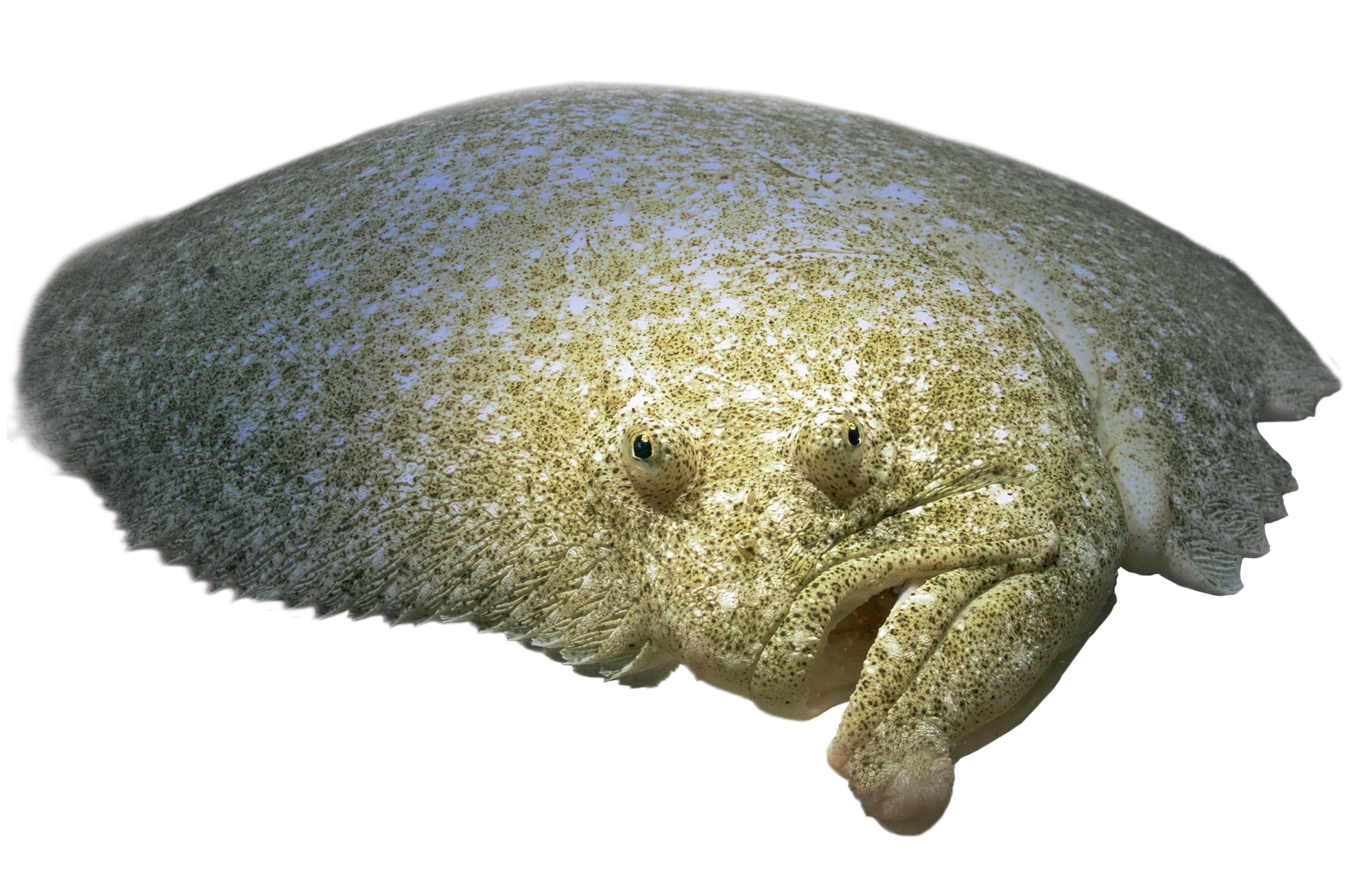 poisson plat