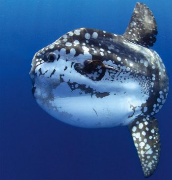 Couleur du poisson lune