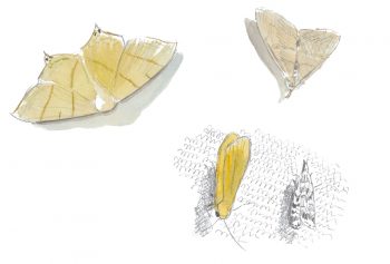 papillon Phalène du sureau, manteau jaune, herminie barbue