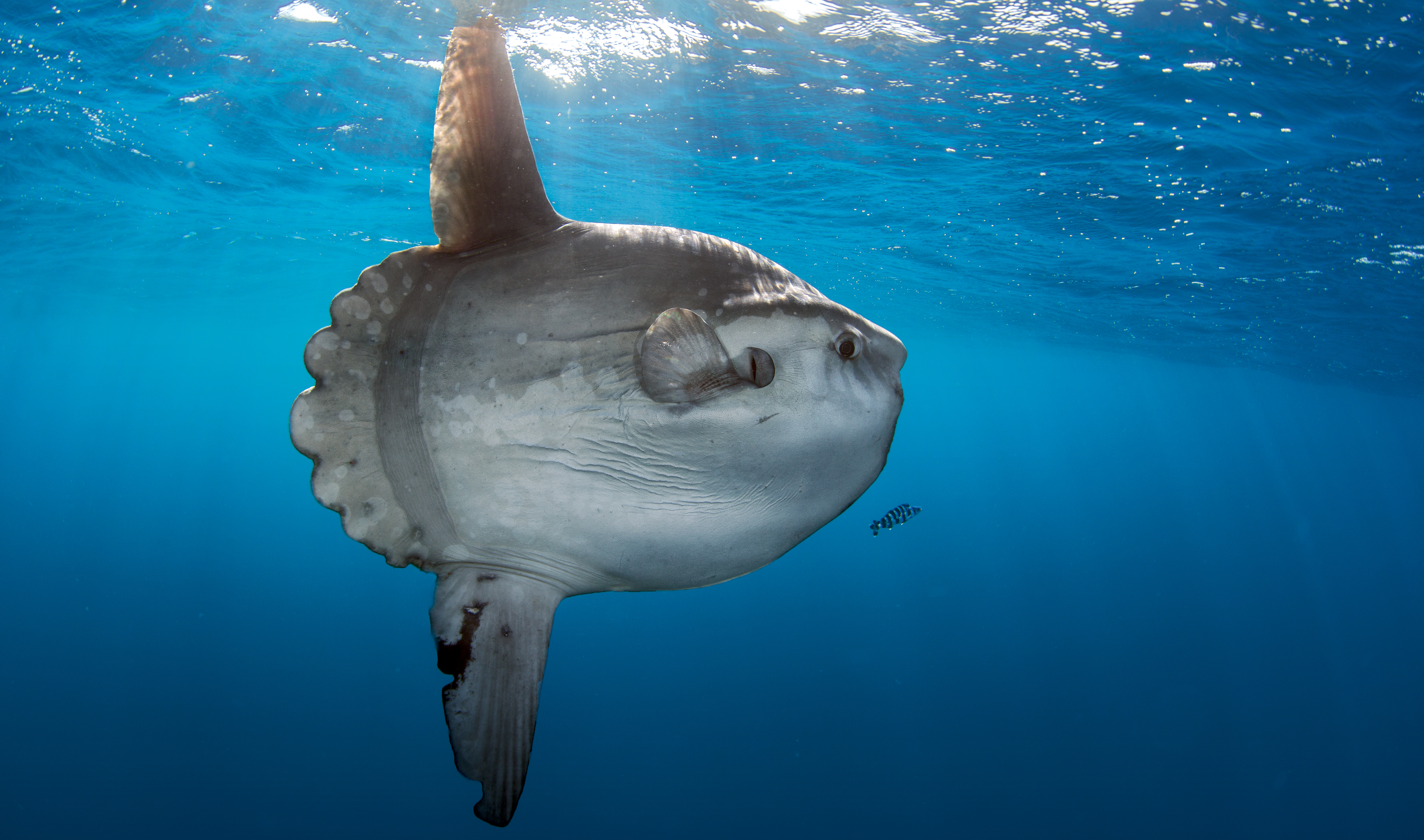 Dossier complet sur le poisson-lune