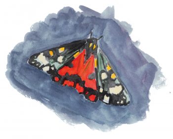 papillon Ecaille marbrée