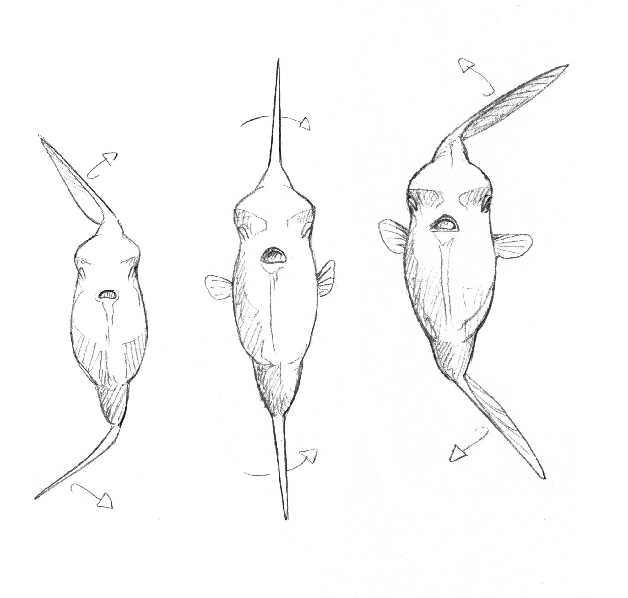 Schéma de la nage du poisson-lune