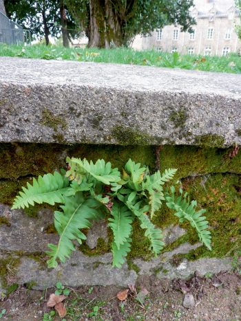 Partez à la recherche des plantes sauvages des ville les fougères