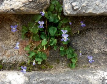 Partez à la recherche des plantes sauvages des ville la pensée