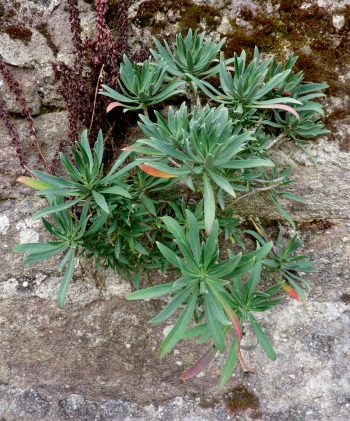 Partez à la recherche des plantes sauvages des ville les giroflées