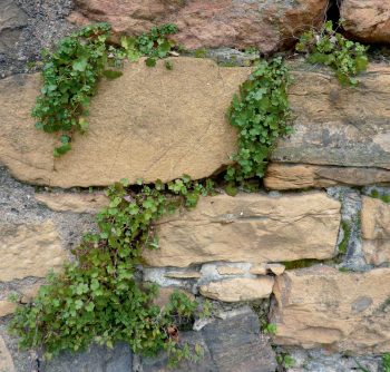 Partez à la recherche des plantes sauvages des ville la ruine-de-Rome