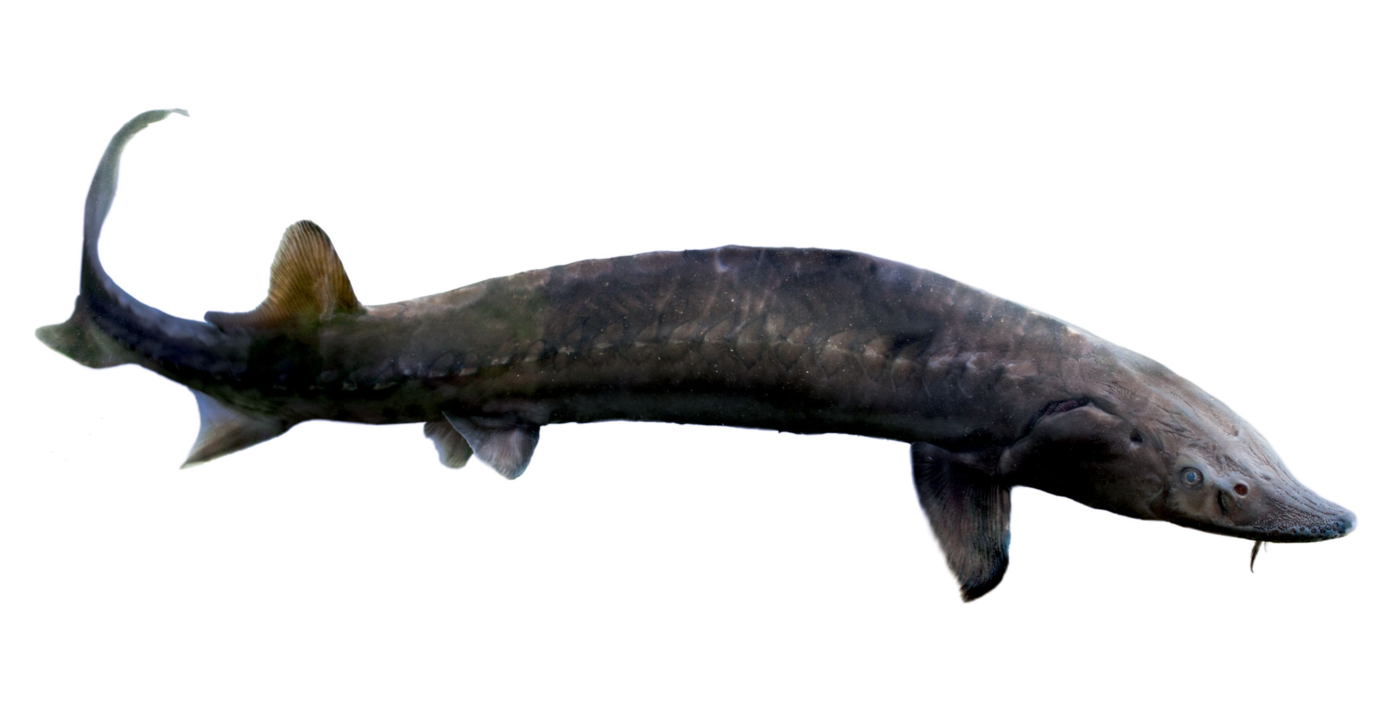 Esturgeon
