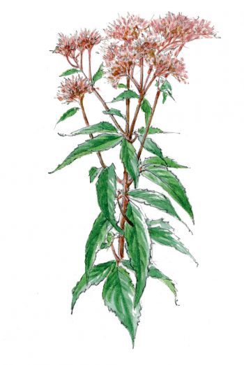 Comment planter des eupatoire chanvrine dans son jardin ?