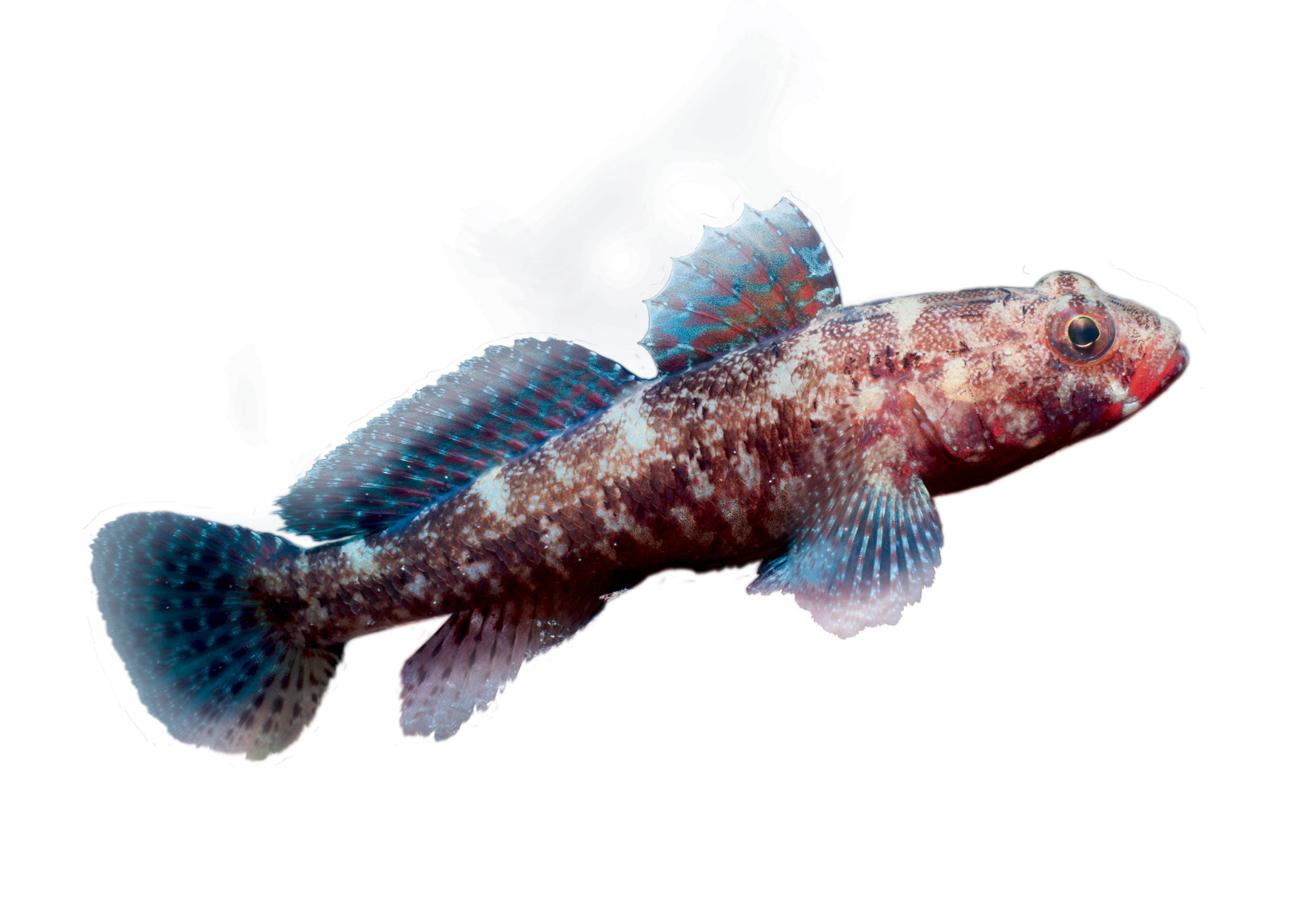 Gobiidé
