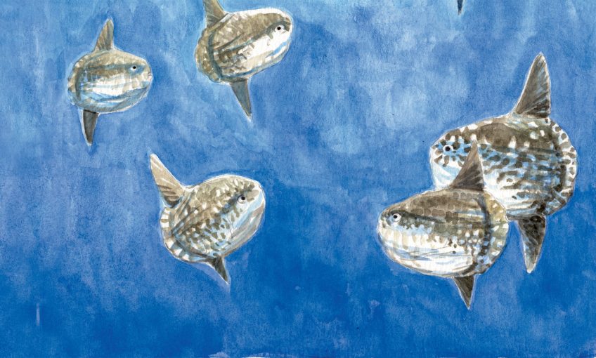 Groupe de jeunes poissons-lunes