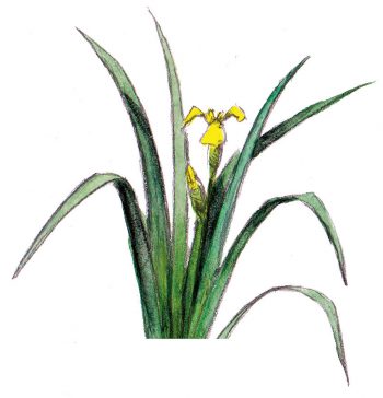 Comment planter des Iris des marais dans son jardin ?