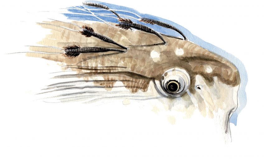 Tête de poisson-lune infestée de crustacés parasites