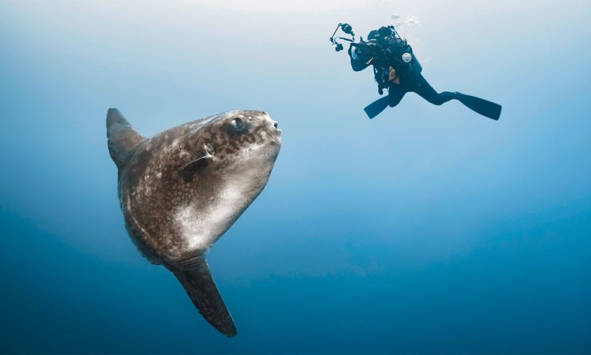 Plongeur qui filme un poisson-lune