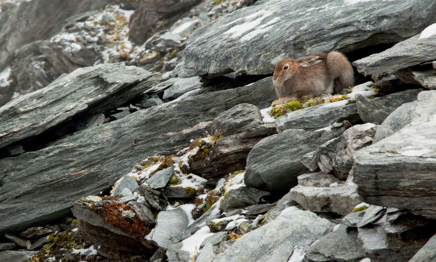 Le lièvre variable en photo en pelage d'été par Bertrand Gabbud - La Salamandre