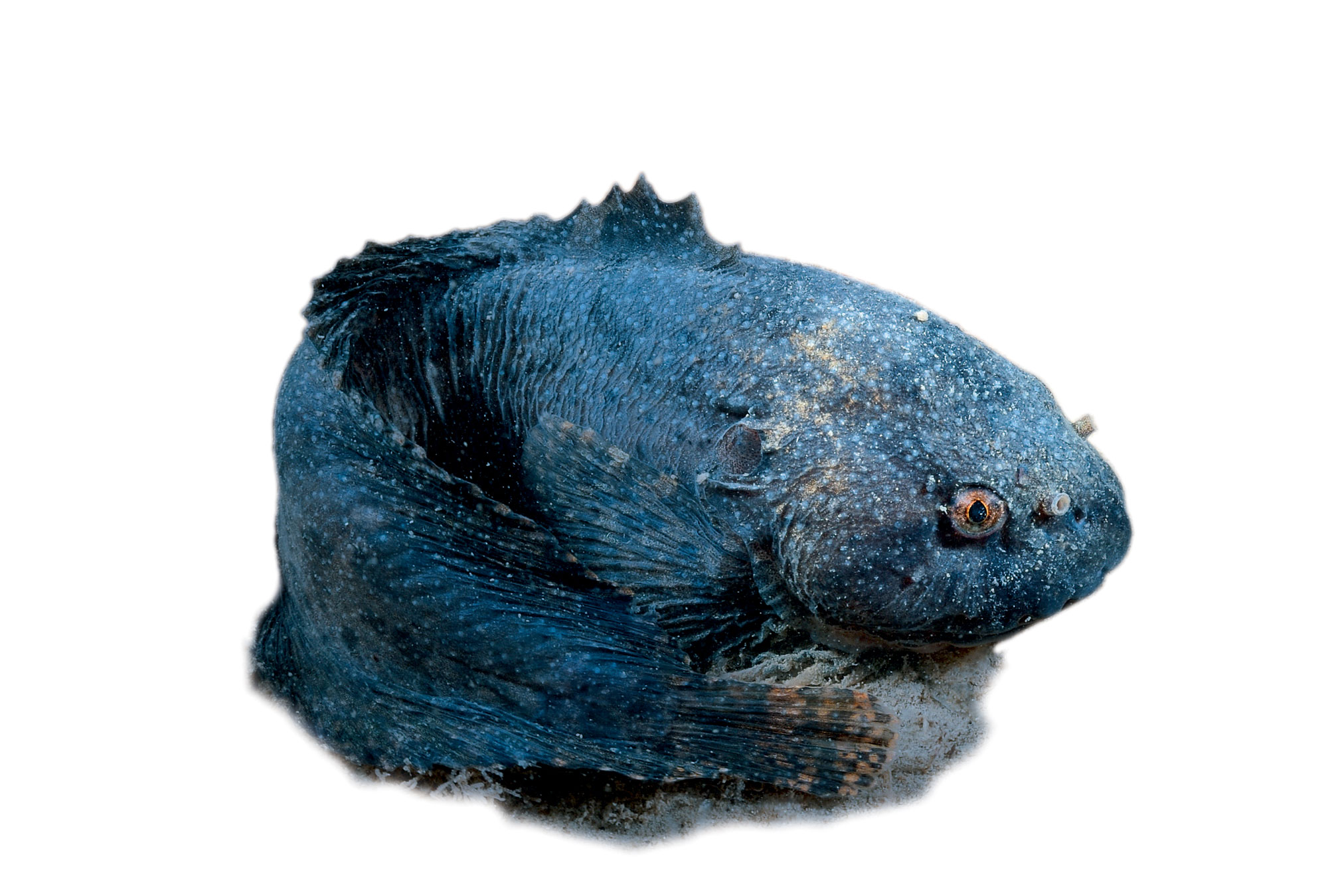 Limace de mer