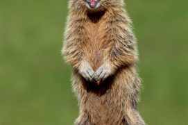 Marmotte qui alarme / © Sylvain Cordier / Biosphoto
