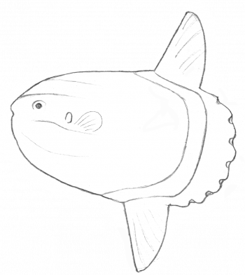 Mola alexandrini une des 3 espèces de poisson-lune