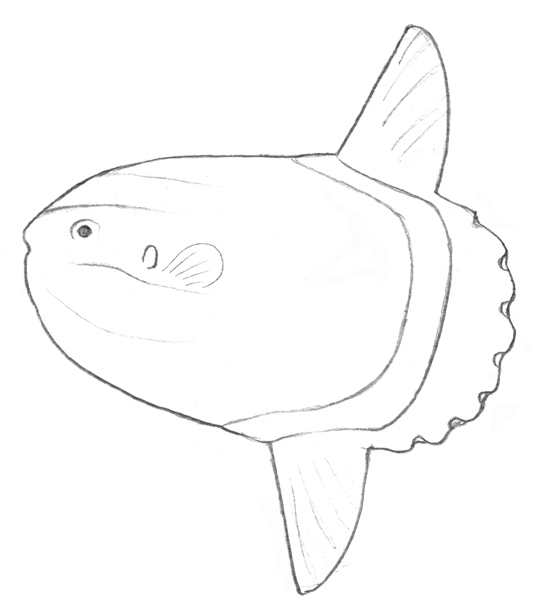Mola alexandrini une des 3 espèces de poisson-lune