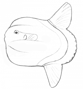 Mola mola une des 3 espèces de poisson-lune