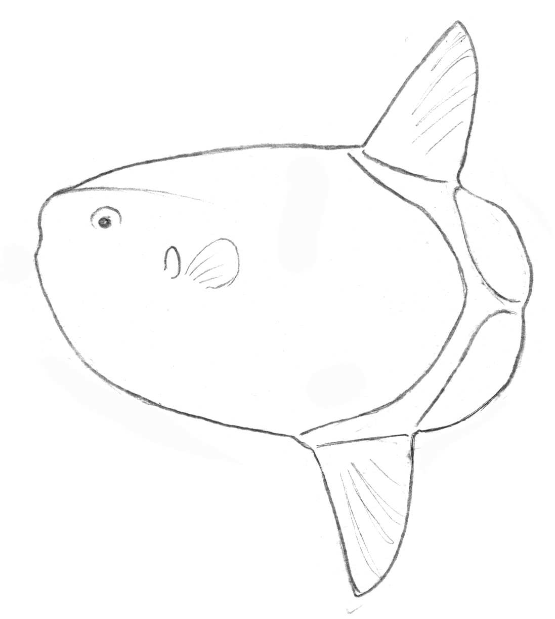 Mola tecta une des 3 espèces de poisson-lune