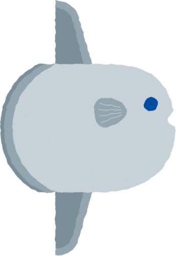 Môle ado