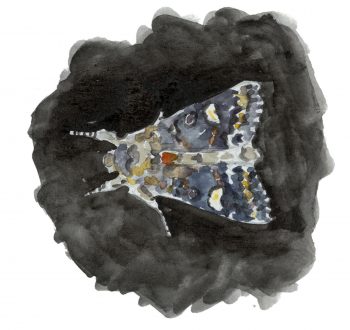 Papillon Noctuelle de la persicaire