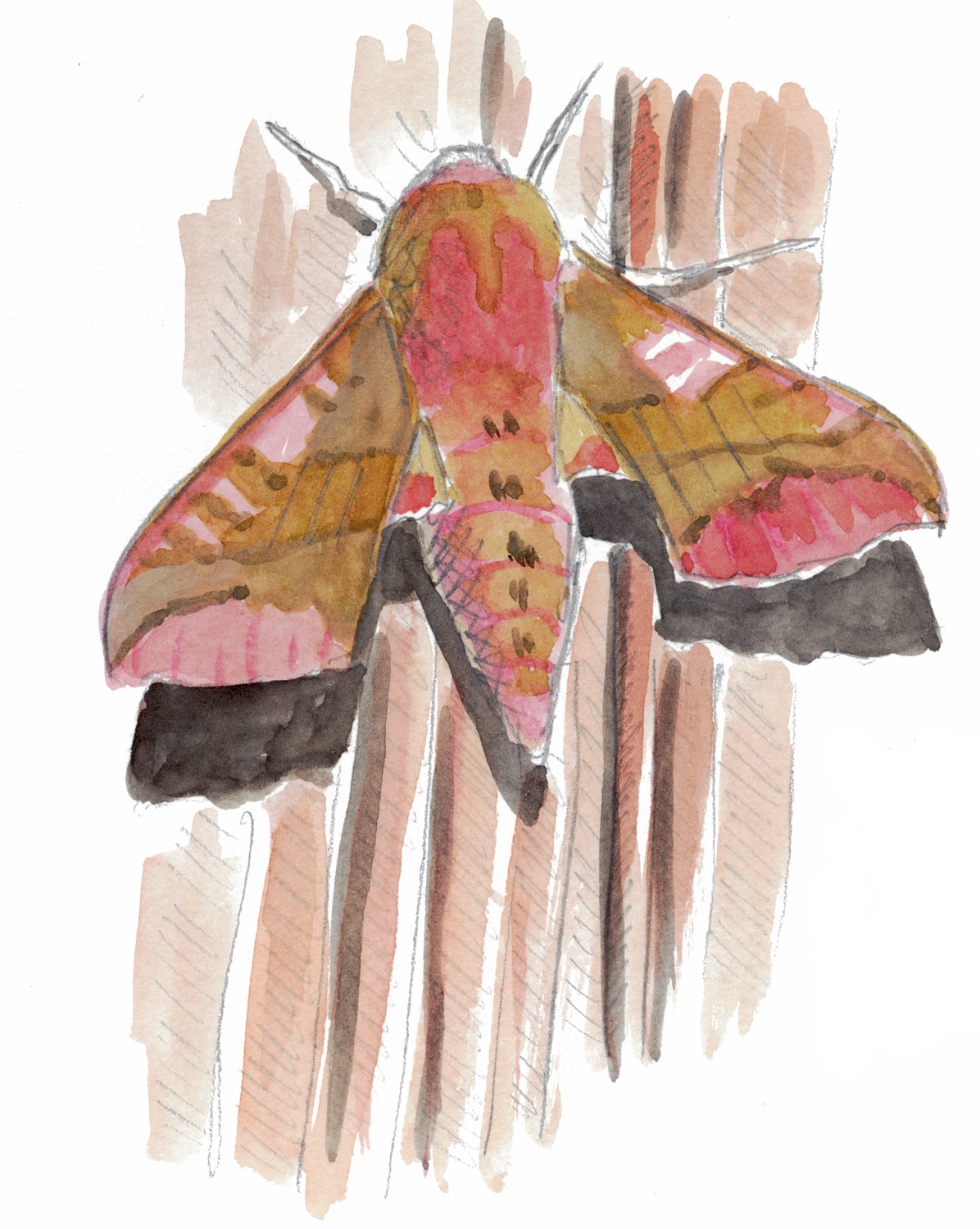 papillon Petit sphinx de la vigne