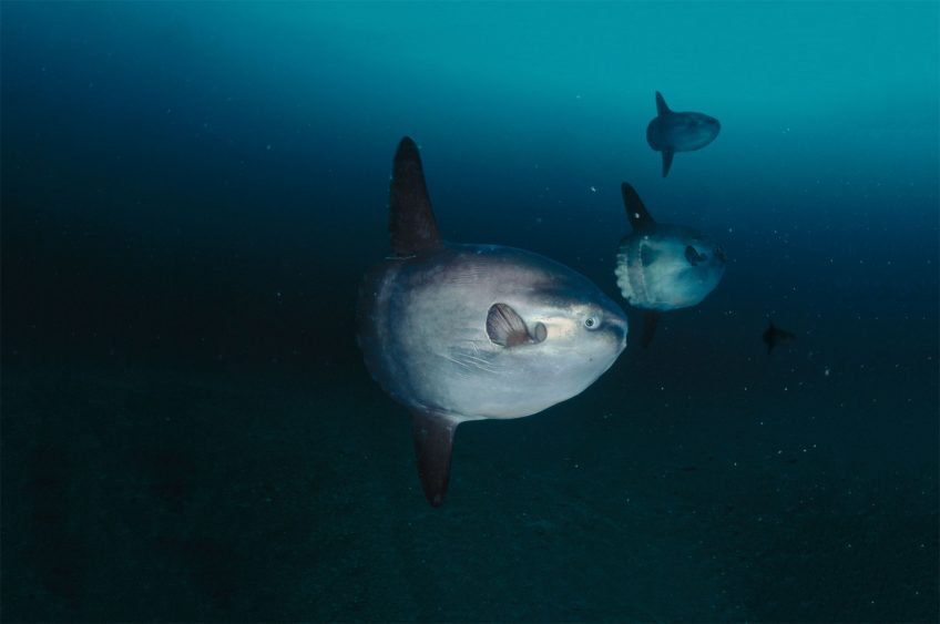 Phases de poisson-lune