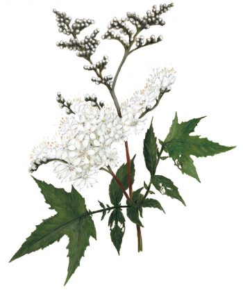 Comment planter des reine-des-prés dans son jardin ?