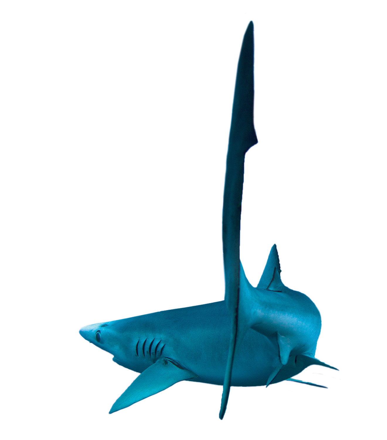 Requin peau bleue