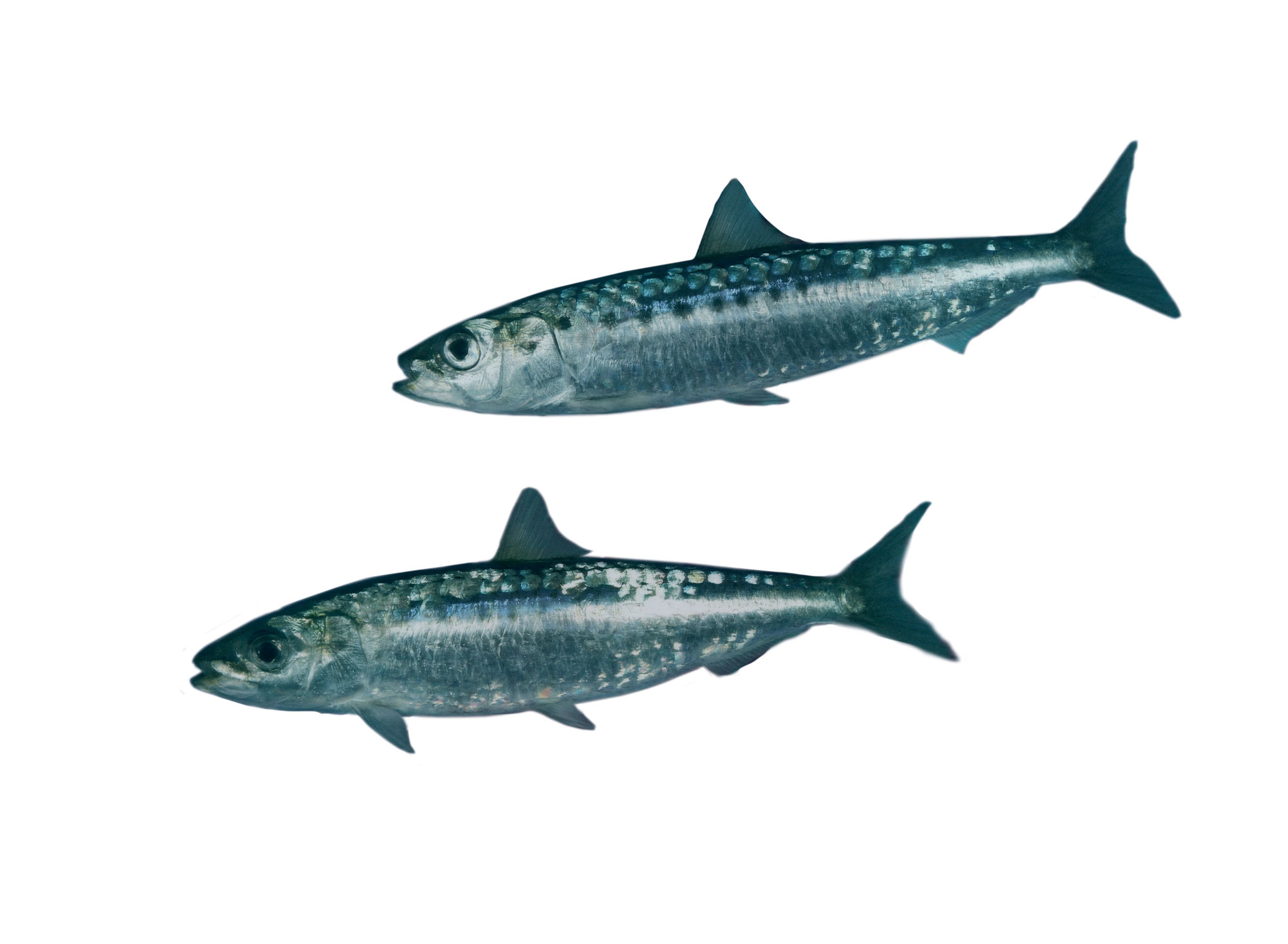 Sardine