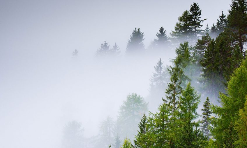Comment le sol des forêts réagit après une pluie aicde ? - La Salamandre