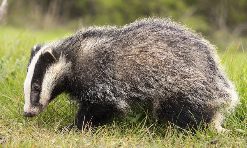 Blaireau et sauvage, pour la protection protection du mammifère - La Salamandre