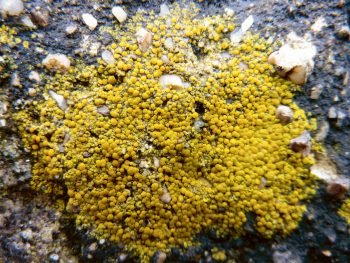 lichen qui pousse en ville