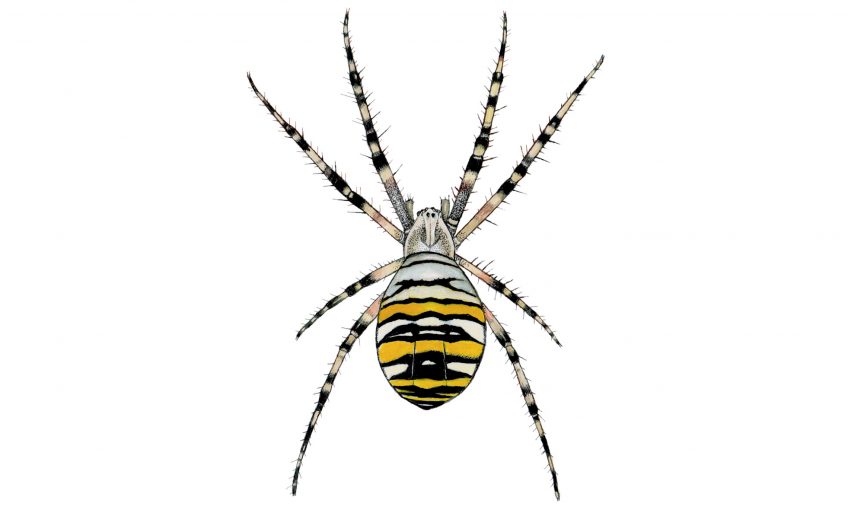 araignée, argiope frelon