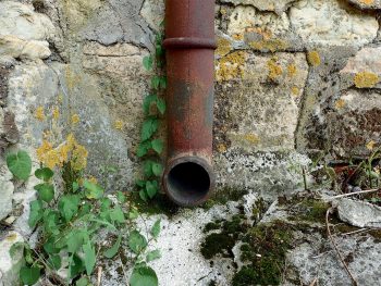 Comment installer une petite zone de marais dans son jardin ?