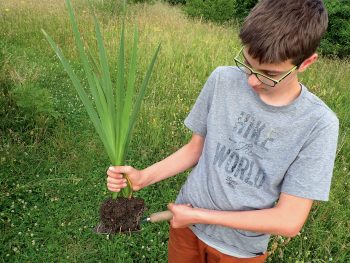 Comment installer une petite zone de marais dans son jardin ?