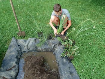 Installez une petite zone de marais dans votre jardin - La Salamandre