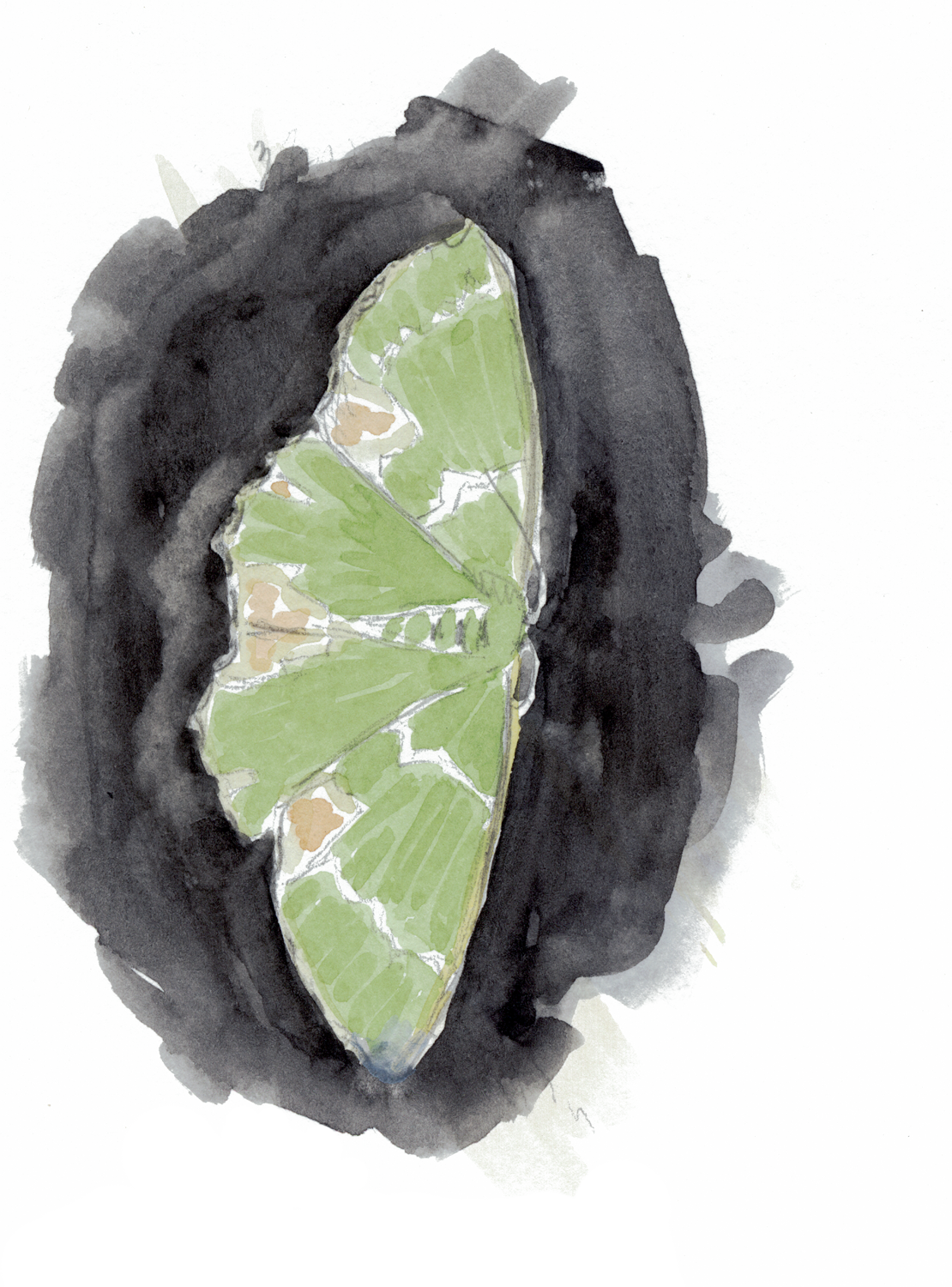 Papillon Verdelet