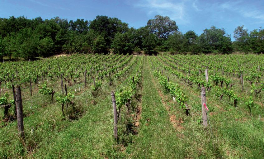 Vigne aux inter-rangs enherbés CPIE