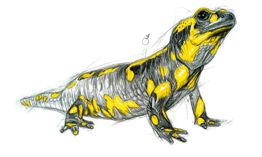 La reproduction de la salamandre tachetée