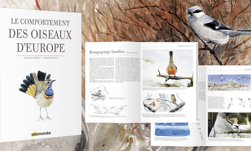 comportement des oiseaux d'europre
