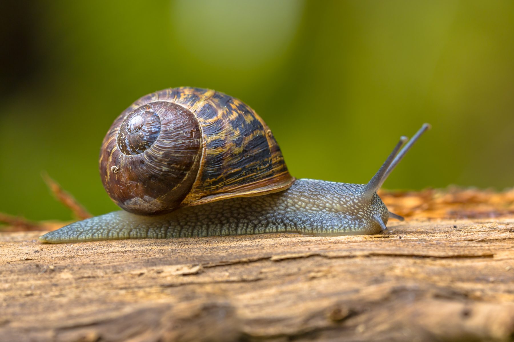 Quelles Différences Entre L'escargot De Bourgogne Et Le Petit-gris ...