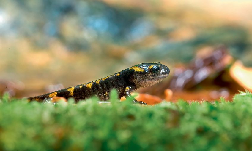 Larve de salamandre