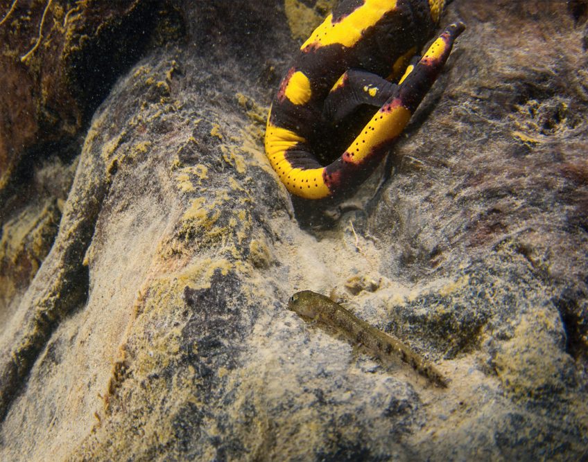 Larve de salamandre